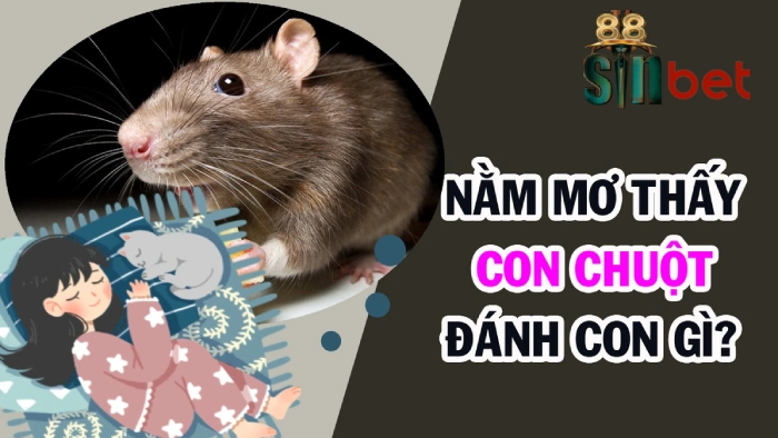 Nằm mơ thấy chuột cống đánh con gì dễ trúng 100%
