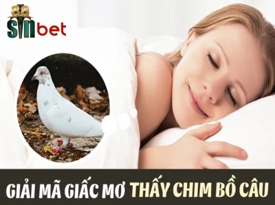 Điềm báo liên quan đến những giấc mơ thấy chim bồ câu