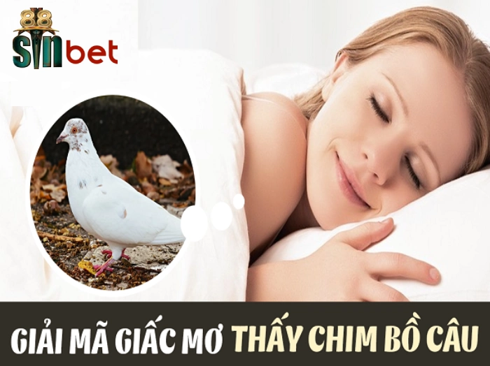 Điềm báo liên quan đến những giấc mơ thấy chim bồ câu